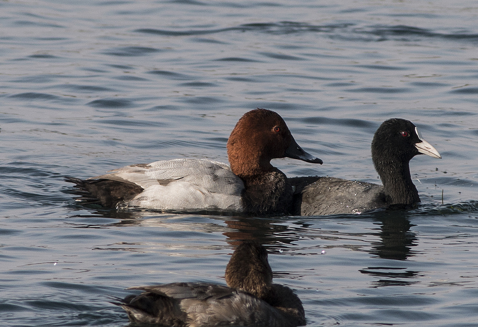 Common Pochard